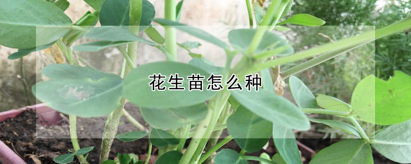 花生苗怎么种