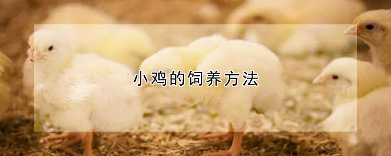 小鸡的饲养方法