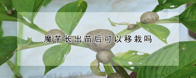 魔芋长出苗后可以移栽吗