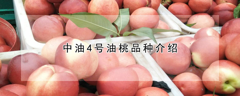 中油4号油桃品种介绍