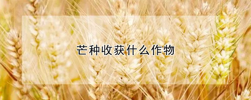 芒种收获什么作物