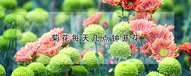 菊花每天几点钟开花