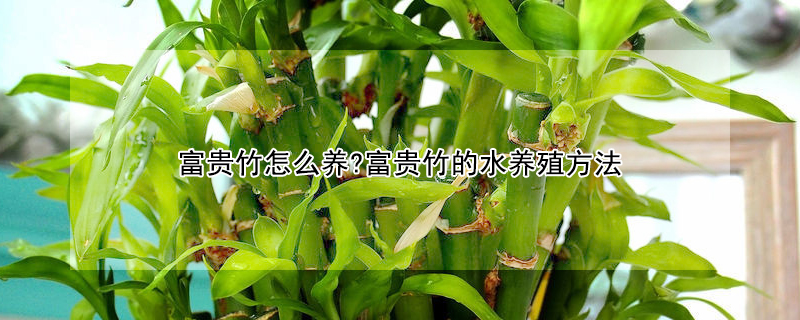富贵竹怎么养?富贵竹的水养殖方法
