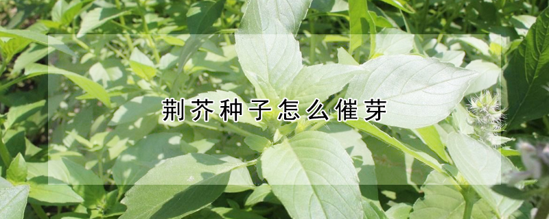 荆芥种子怎么催芽