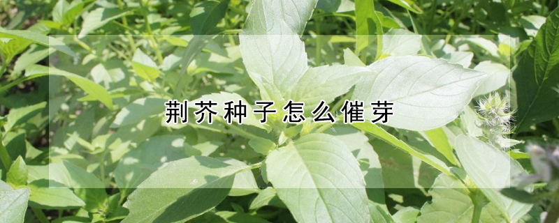 荆芥种子怎么催芽