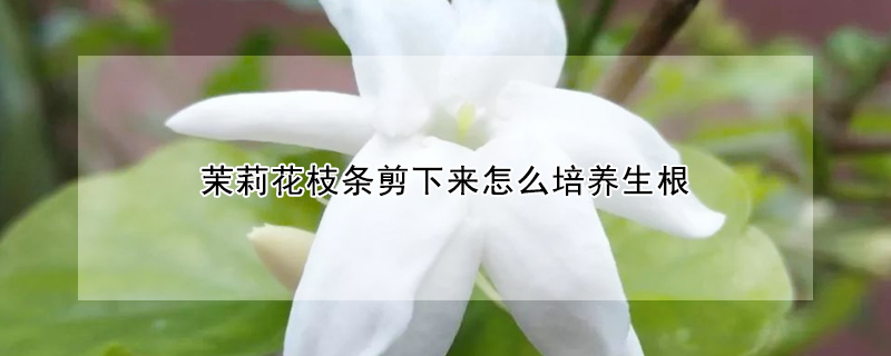 茉莉花枝条剪下来怎么培养生根