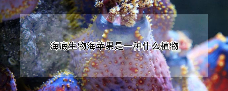 海底生物海苹果是一种什么植物