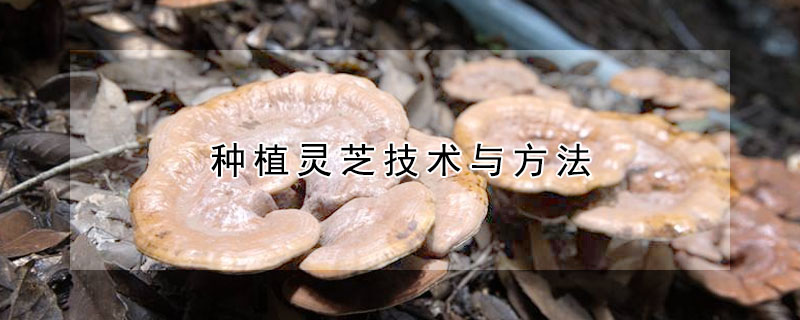 种植灵芝技术与方法