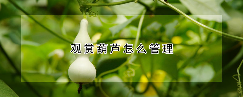 观赏葫芦怎么管理