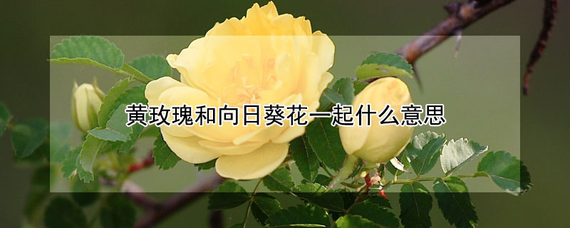 黄玫瑰和向日葵花一起什么意思