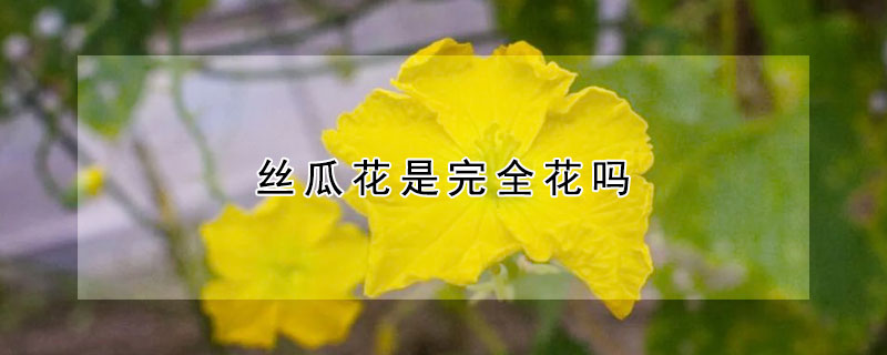 丝瓜花是完全花吗