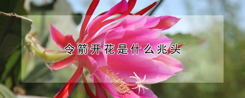 令箭开花是什么兆头