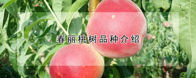 春丽桃树品种介绍