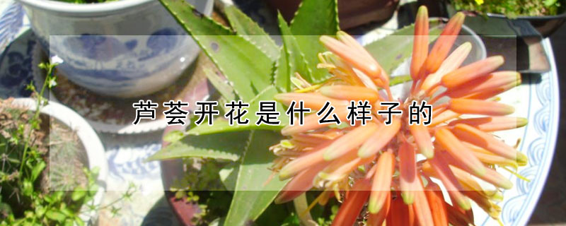 芦荟开花是什么样子的