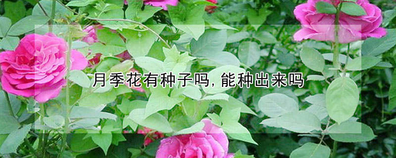 月季花有种子吗,能种出来吗