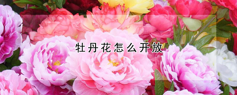 牡丹花怎么开放