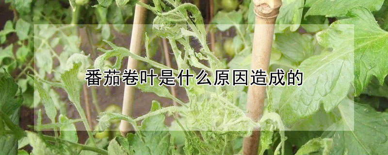 番茄卷叶是什么原因造成的