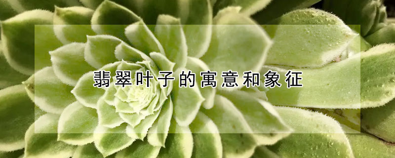 翡翠叶子的寓意和象征