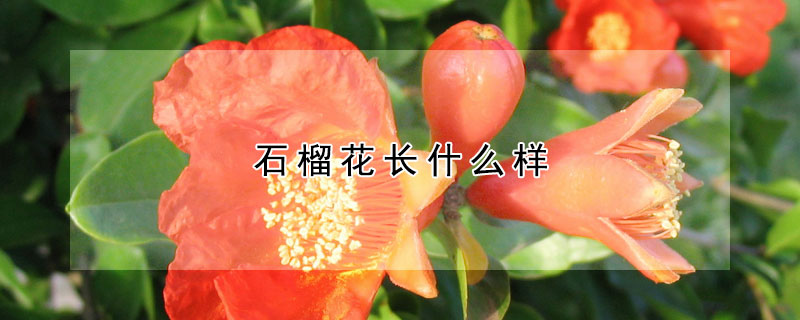 石榴花长什么样