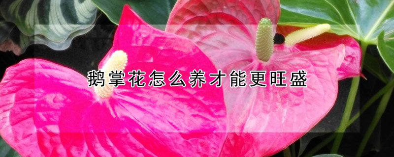 鹅掌花怎么养才能更旺盛