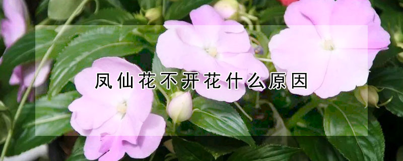 凤仙花不开花什么原因