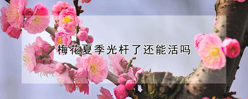 梅花夏季光杆了还能活吗