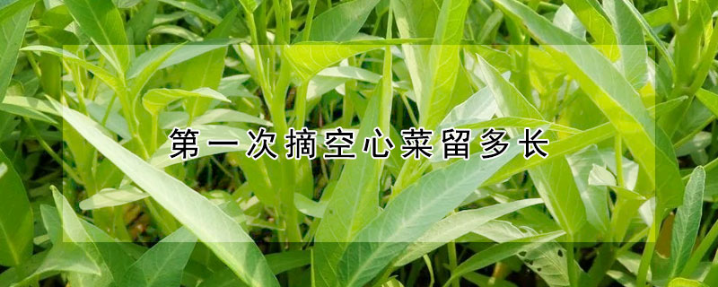 第一次摘空心菜留多长