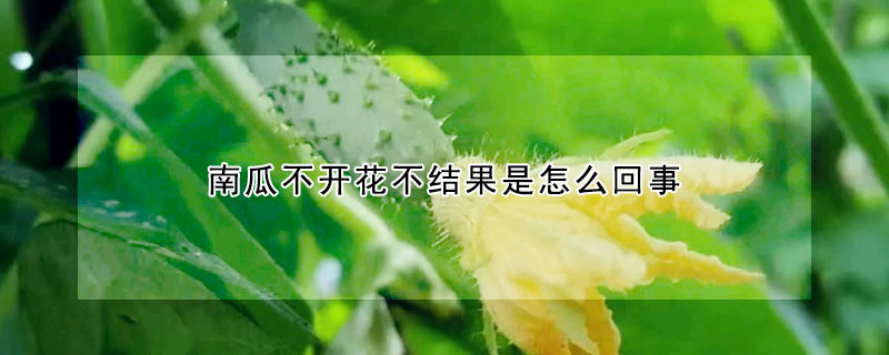 南瓜不开花不结果是怎么回事