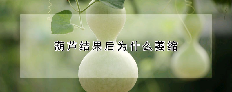 葫芦结果后为什么萎缩