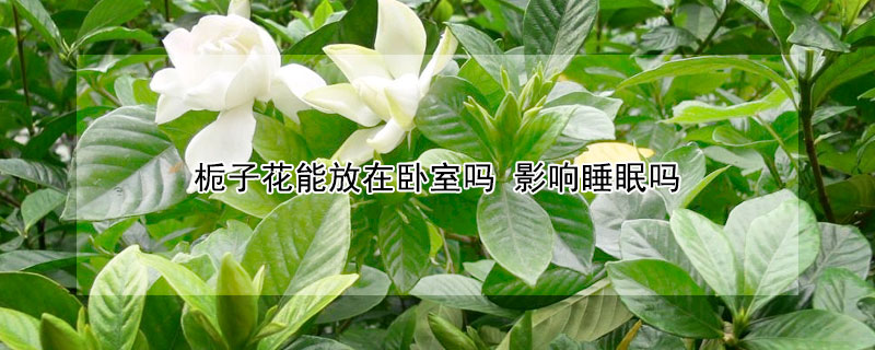 栀子花能放在卧室吗 影响睡眠吗