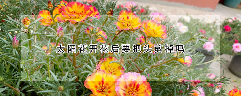 太阳花开花后要把头剪掉吗