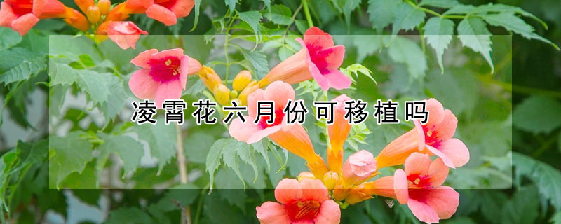 凌霄花六月份可移植吗