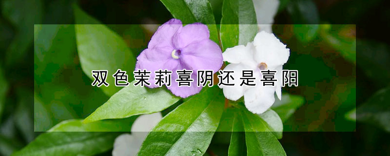 双色茉莉喜阴还是喜阳