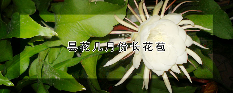 昙花几月份长花苞