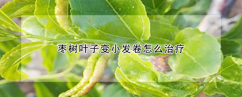 枣树叶子变小发卷怎么治疗