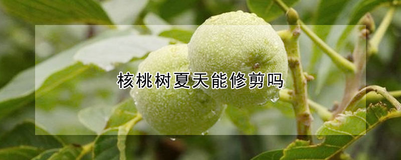 核桃树夏天能修剪吗