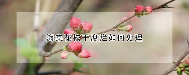 海棠花枝干腐烂如何处理