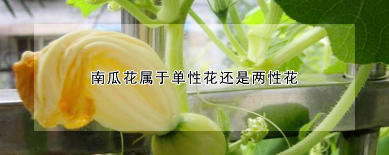南瓜花属于单性花还是两性花 发财农业网