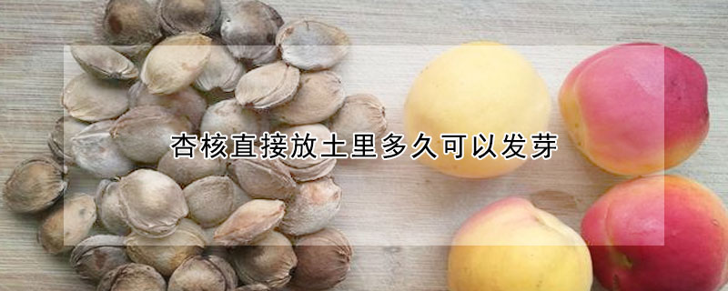 杏核直接放土里多久可以发芽