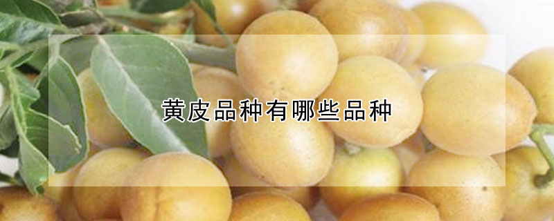 黄皮品种有哪些品种