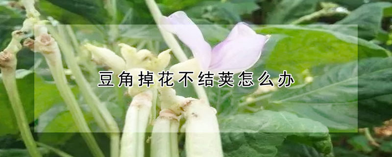 豆角掉花不结荚怎么办