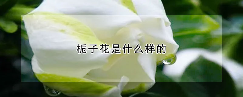 栀子花是什么样的