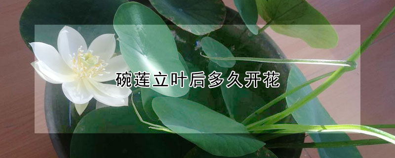 碗莲立叶后多久开花