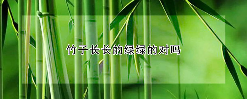竹子长长的绿绿的对吗
