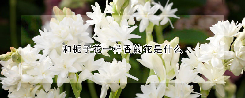 和栀子花一样香的花是什么