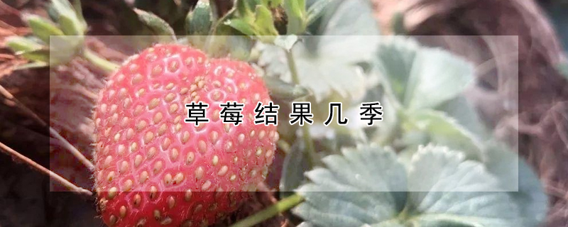 草莓结果几季