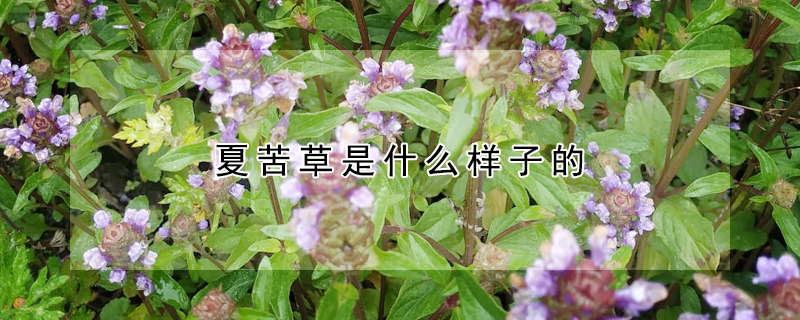 夏苦草是什么样子的