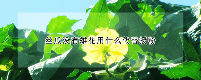 丝瓜没有雄花用什么代替授粉