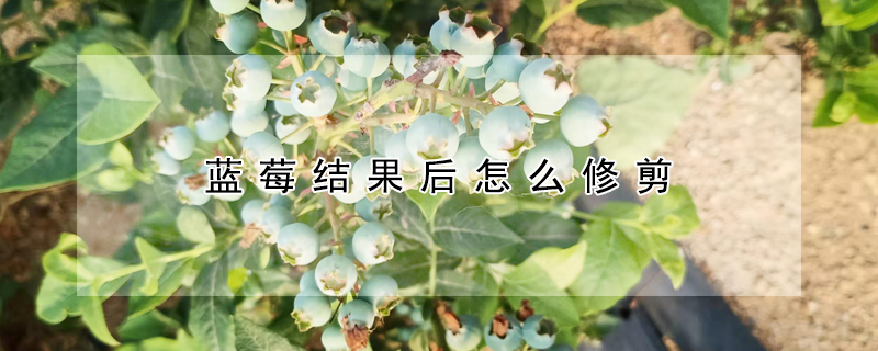 蓝莓结果后怎么修剪