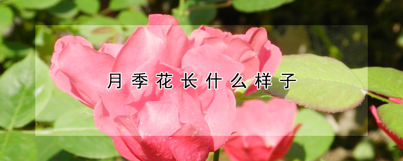 月季花长什么样子